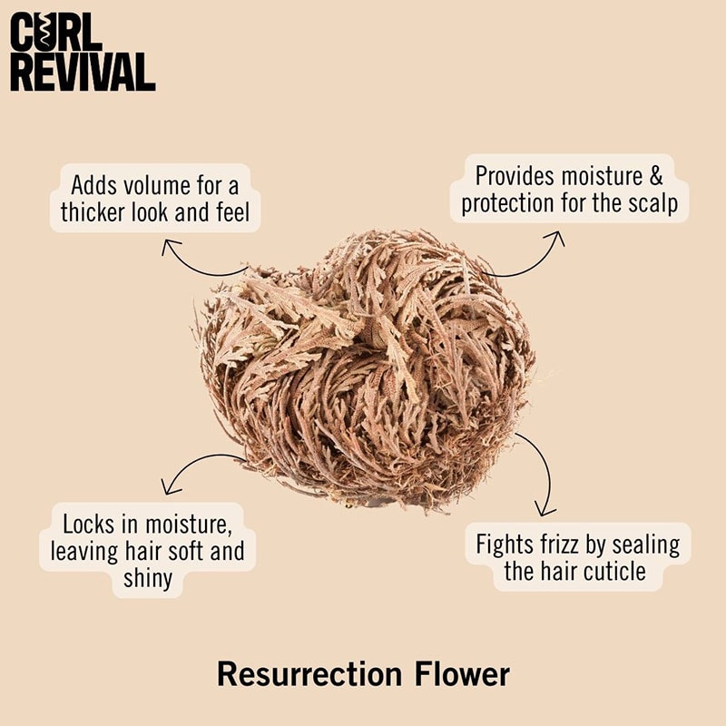 Resurrection-Flower-benefits